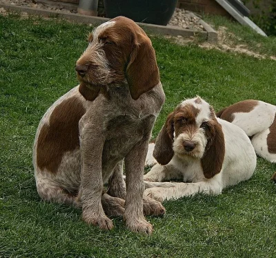 Italský spinone