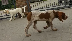 Italský spinone