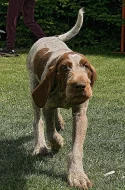 Italský spinone