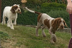 Italský spinone