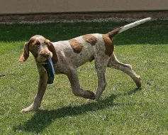 Italský spinone