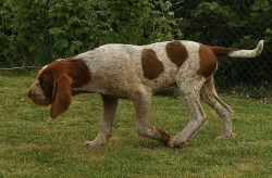 Italský spinone