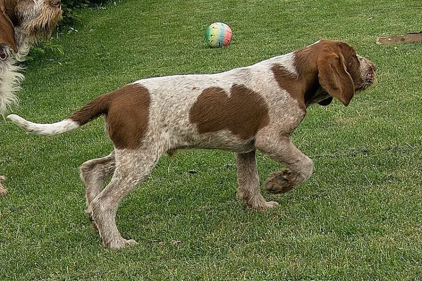 Italský spinone