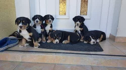 Štěně-Velký švýcarský salašnický pes