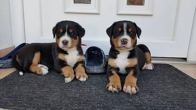 Štěně-Velký švýcarský salašnický pes