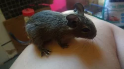 Prodm osmaky degu, kluci i holky