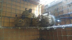 Prodm osmaky degu, kluci i holky