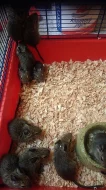 Prodm osmaky degu, kluci i holky