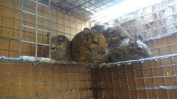 Prodm osmaky degu, kluci i holky