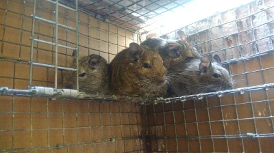 Prodm osmaky degu,  kluci i holky