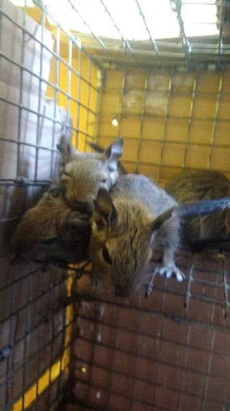 Prodm osmaky degu, kluci i holky