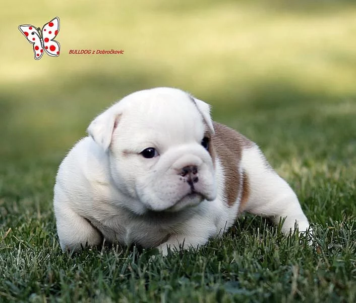 Anglický buldok - BULLDOG štěňata s PP