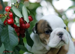 Anglický buldok - BULLDOG štěňata s PP