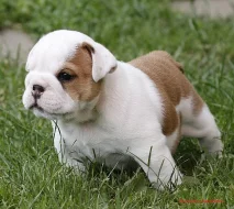 Anglický buldok - BULLDOG štěňata s PP