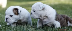 Anglický buldok - BULLDOG štěňata s PP