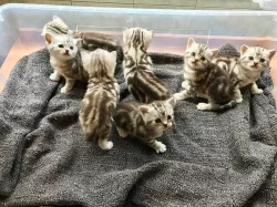 Koťata Britská Whiskas