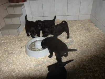 Flat Coated Retriever