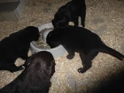 Flat Coated Retriever