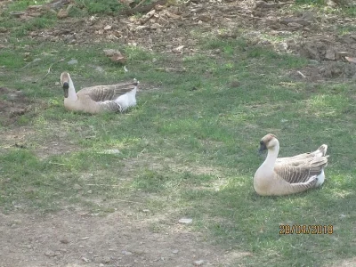 Násadová vejce husa labutí