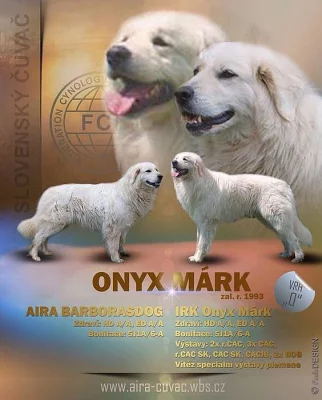 Slovenský čuvač - štěňátka s PP (fenky)