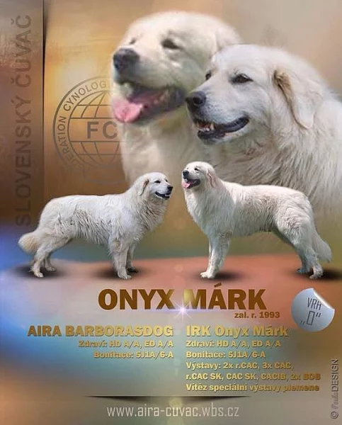 Slovenský čuvač - štěňátka s PP (fenky)
