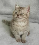 BRITSKÁ KOŤATA S PP