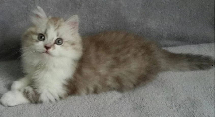 BRITSKÁ KOŤATA S PP