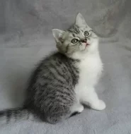 BRITSKÁ KOŤATA S PP