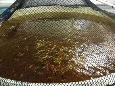 Koi Izrael - závojnatý  15cm