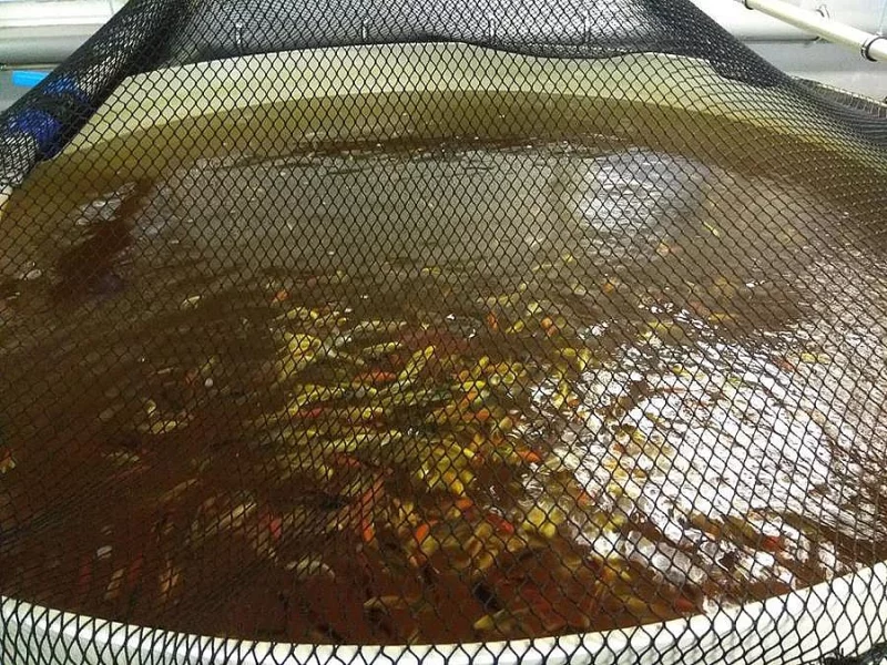 Koi Izrael - závojnatý 15cm
