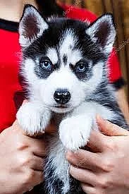 Štěňata Sibiřského huskyho