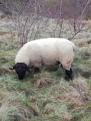Dotační beran Suffolk