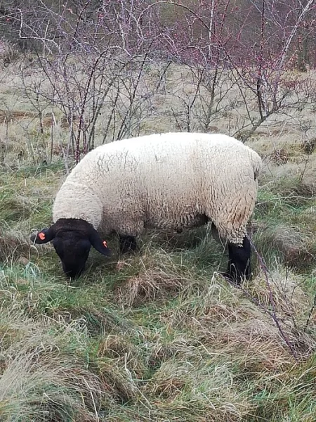 Dotační beran Suffolk