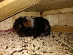 Morčátka Texel, stáří 1 měsíc