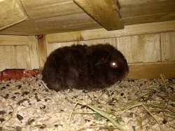 Morčátka Texel, stáří 1 měsíc