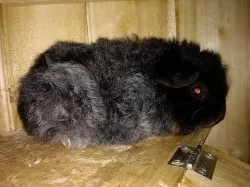 Morčátka Texel, stáří 1 měsíc