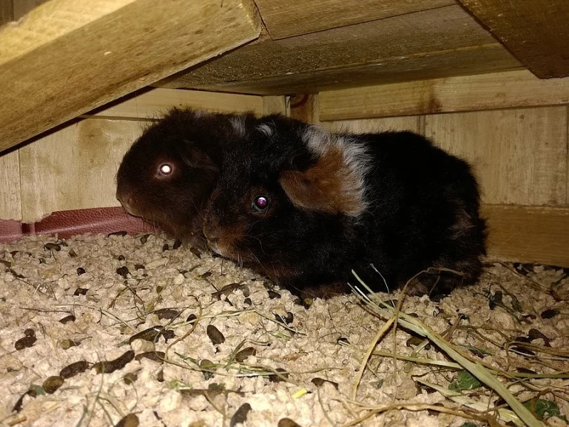 Morčátka Texel, stáří 1 měsíc