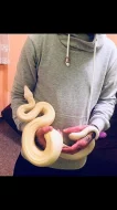 Hroznýš královský ♀