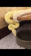 Hroznýš královský ♀
