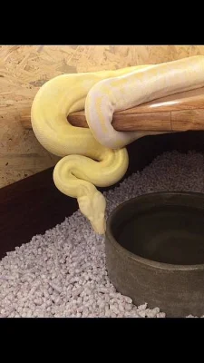 Hroznýš královský ♀