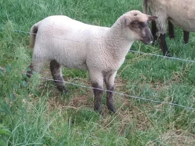 Prodám ovečku nebo vyměním za beránka