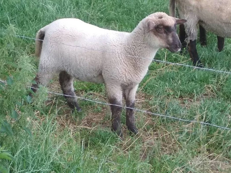 Prodám ovečku nebo vyměním za beránka