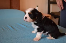 Kavalír king charles španěl