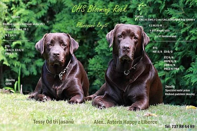 Labrador retriever štěňata s PP