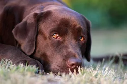 Labrador retriever štěňata s PP