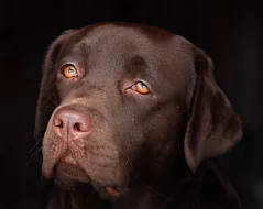 Labrador retriever štěňata s PP