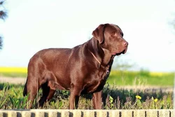 Labrador retriever štěňata s PP