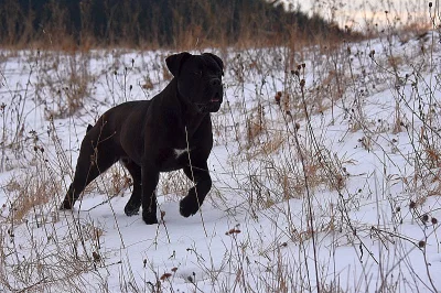 Cane corso