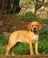 Štěně portugalského ohaře s PP (fenka)