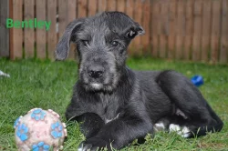 Štěňata Irského vlkodava